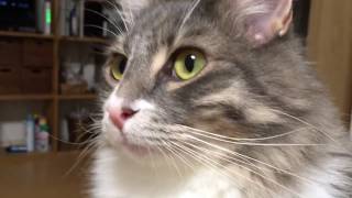 噛み心地を楽しむ猫 ノルウェージャンフォレストキャット Enjoy chewing feeling. Norwegian Forest Ca