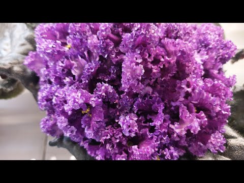 28.07.23./НОВАЯ ВЫСТАВКА фиалок в Доме фиалок(Р)#фиалки#выставка#домфиалки#