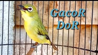 Pancingan Pleci Dakun Bali Gacor