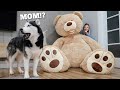 Hiding From My Dog Behind Giant Teddy Bear!