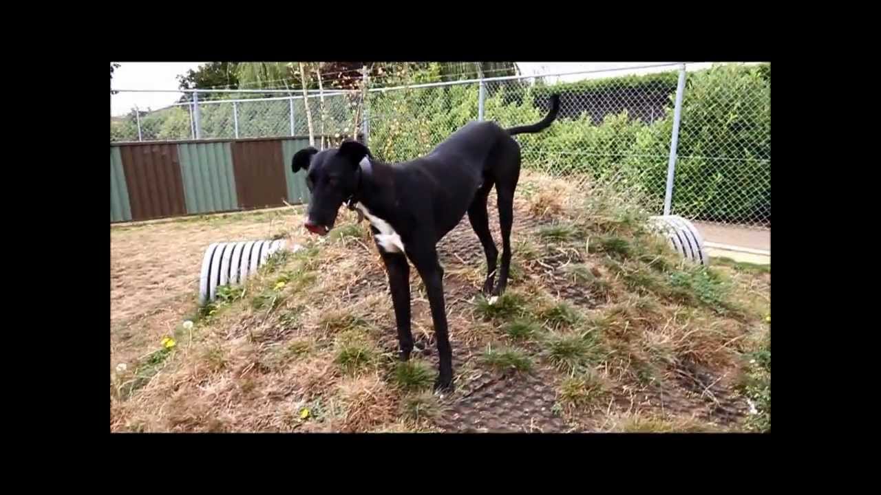 petco hours Fish (2318)