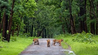 Wildlife of India, National Parks in India - Wildnest