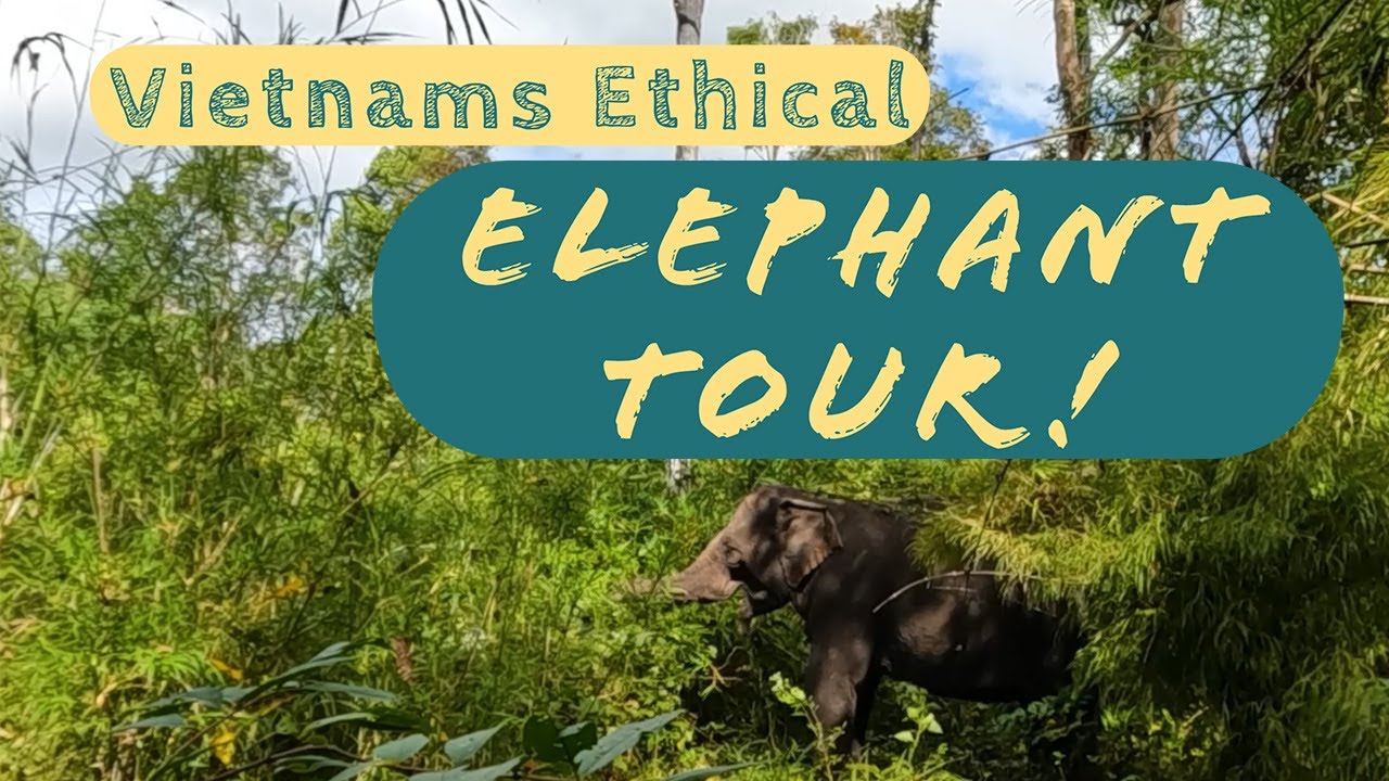Vietnams FIRST ethical elephant sanctuary