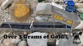 Gold Hog Piglet, Great Gold and a Cool Find
