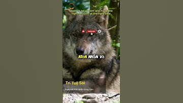 🔥 3 trí huệ cần học hỏi từ loài sói