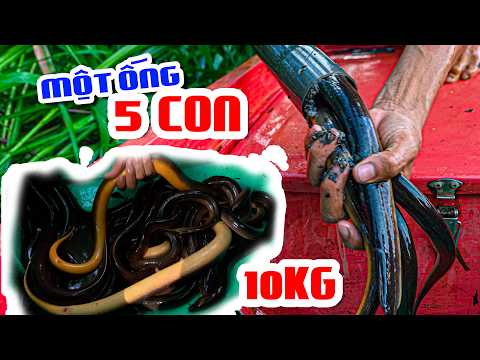 Dính Hơn 10 Kí Lươn Khi Thách Đấu Với " Cuộc Sống Rừng U Minh "
