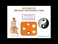8. Zangfu. Órganos y entrañas. Medicina tradicional china. Centro IMG