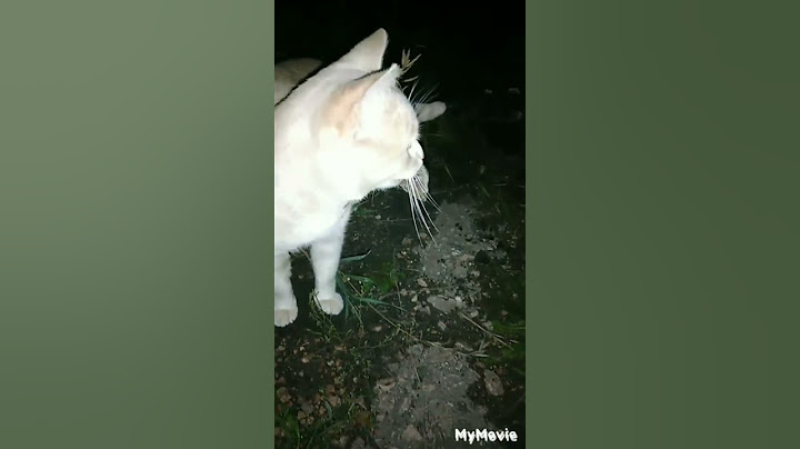 Кот охотник в деле.