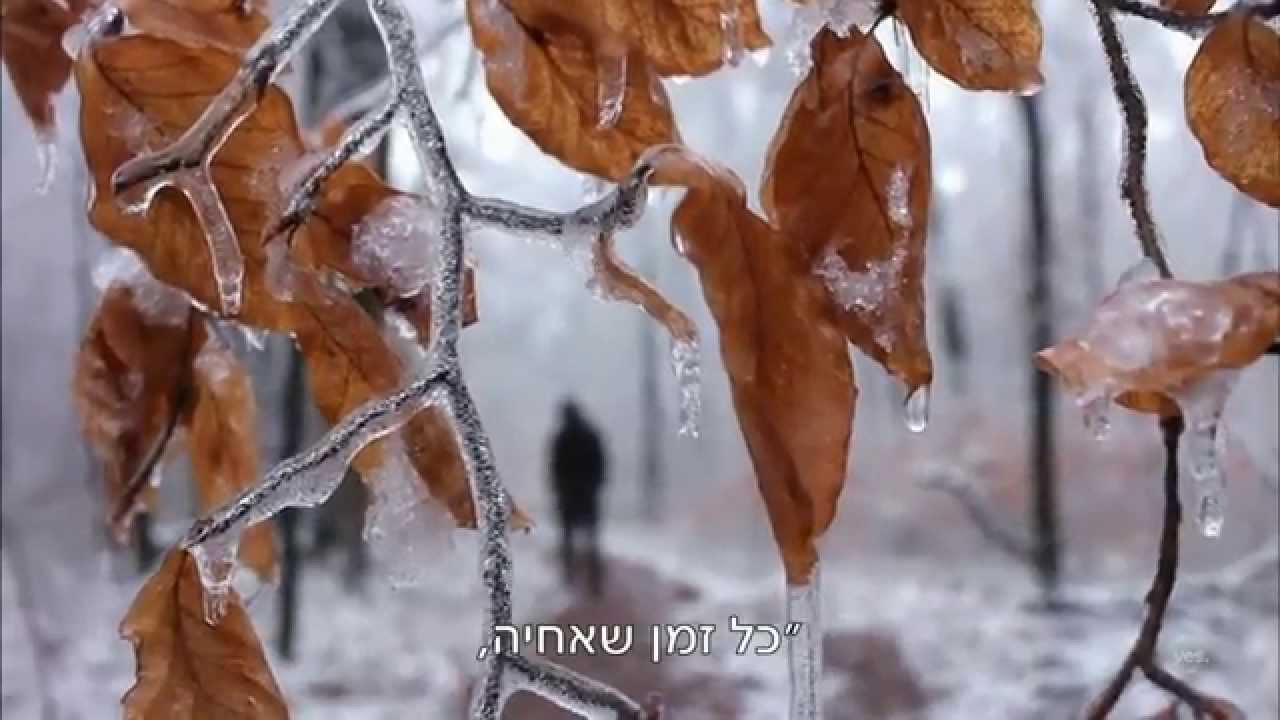 prunus lusitanica angustifolia אריזות: מה הסוד שמסתתר בקלסר המכתבים המאובק?