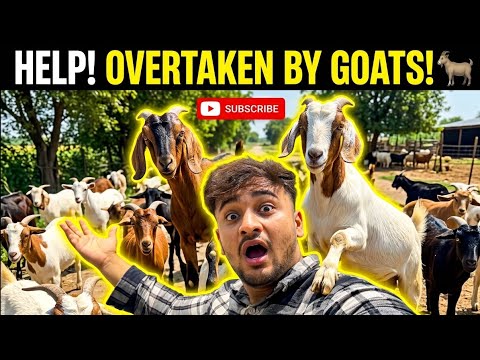 Itne saare Bakre  Chand Raat vlog ￼