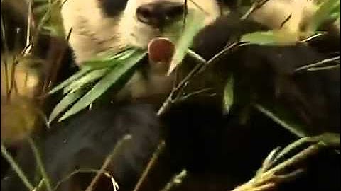 China to Release Six Pandas into Wild