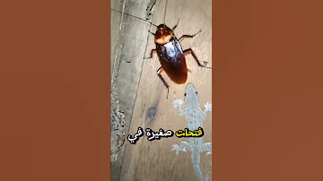 مدهش معلومة غريبة جدا عن الصراصير Shortsvideo 