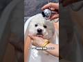 Tommy was not taking bath secretly from his mother then what his mother did 😍😍#shorts #dogs