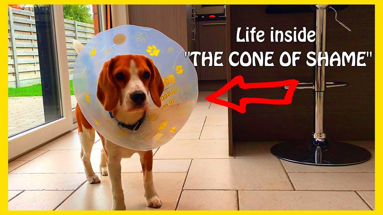 Funny Puppy Vs Cone Of Shame Cute Puppy Marie The Beagle