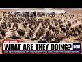 5,000 Bison Were Released Into a Texas Desert — Years Later, What Happened Left Everyone Stunned