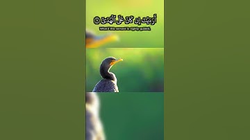سورة العلق لشيخ محمد الصديق المنشاوي 2 #المصحف  #quran  #surah  #راحة_نفسية  #nature
