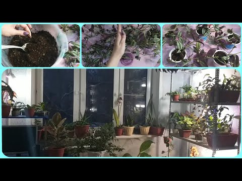 Комната для растений?🤔Традесканция🌿Обрезка🌷Черенкование🍀Формирование🌿Размножение🌷Излишки🤗Укоренение