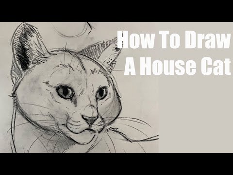 How To Draw A Cat