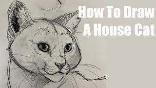 How To Draw A Cat