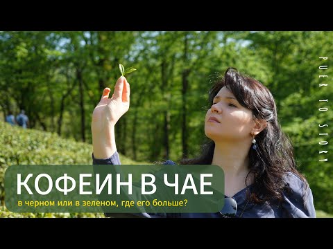 Кофеин в чае. Где кофеина больше в черном или в зеленом чае?