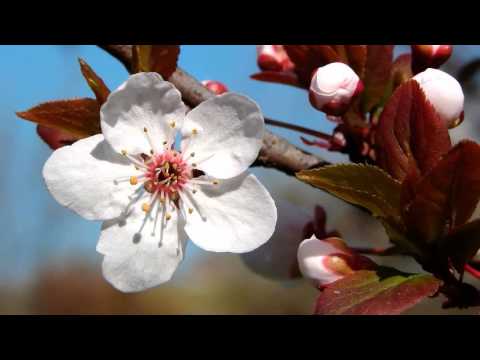Beautiful Chinese Flowers Music - The Plum Blossom Melody