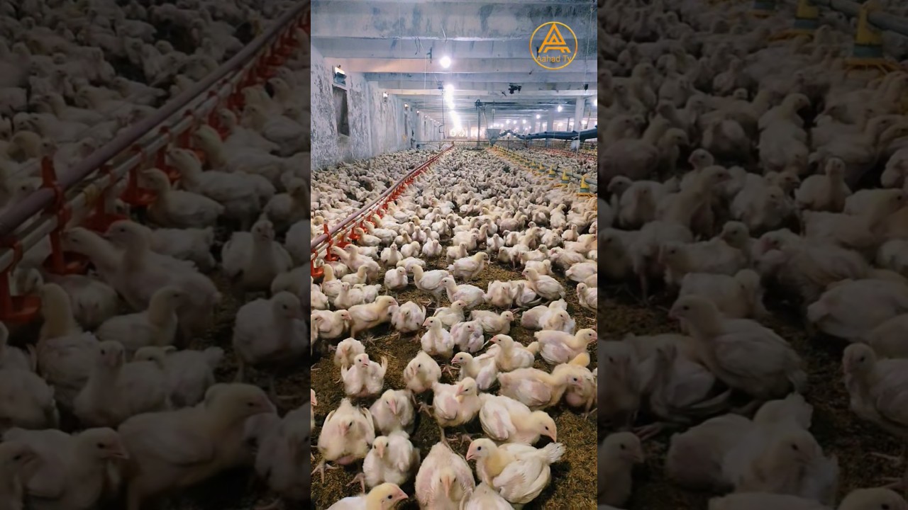 How To Broiler Chicks day (15) 😘🐥#shorts #aahadtv
