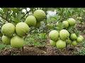 🔴 LIVE: 🍐Step-by-Step to Propagate Guava Tree for Beginners!