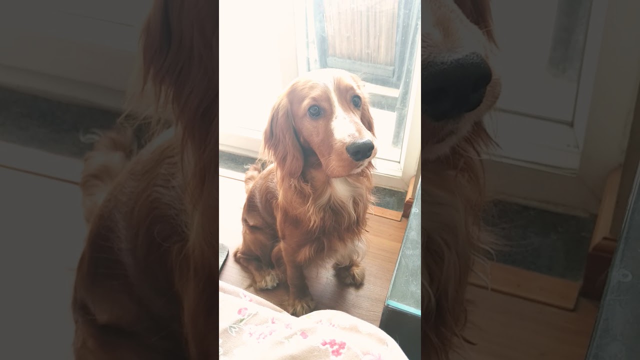Cocker spaniel talking. Wants to play with his ball.