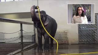 An Elephant Takes a Shower | Psychology Today