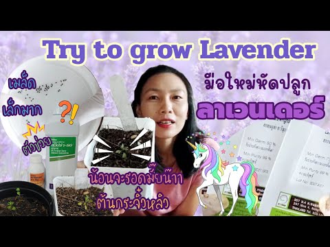 Try to grow Lavender มือใหม่หัดปลูกลาเวนเดอร์