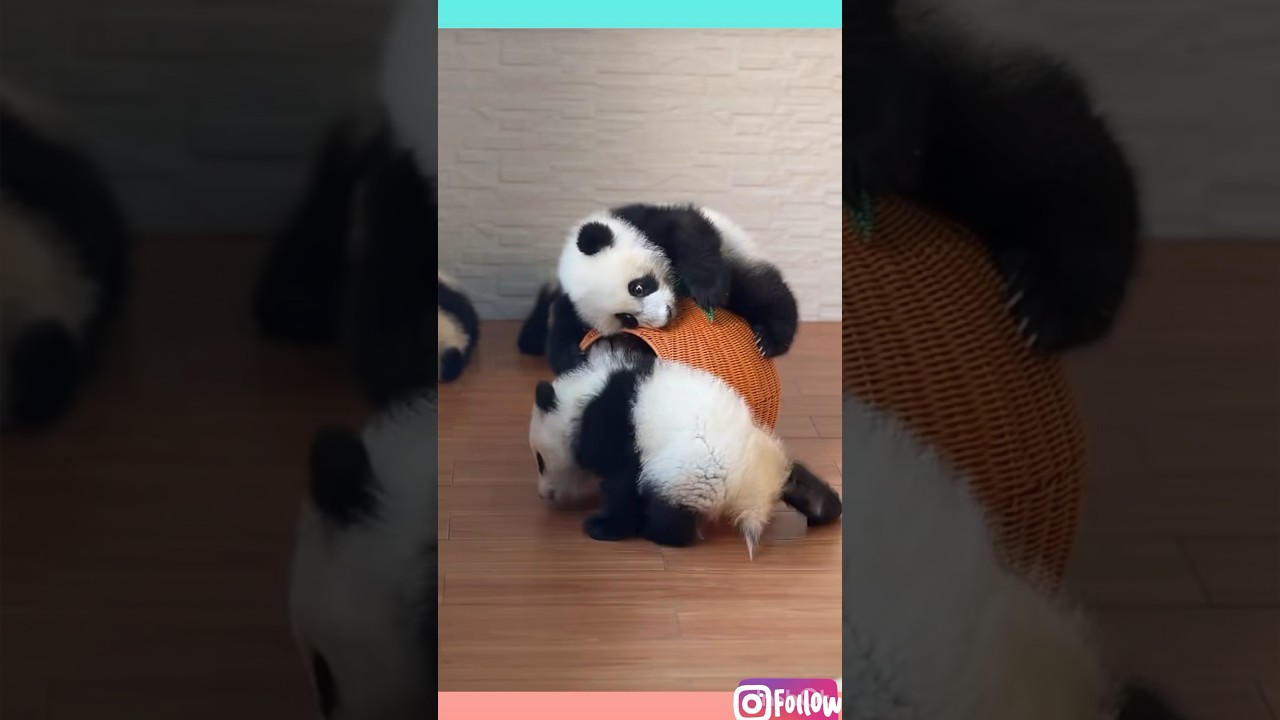 #panda