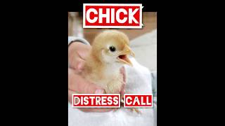 Baby Chick Cheeping | Distress Call
