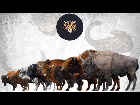 Bison Species Size Comparison Living Extinct 