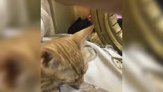 يارمه ليه ما صليت الجمعه  القطه سمعها