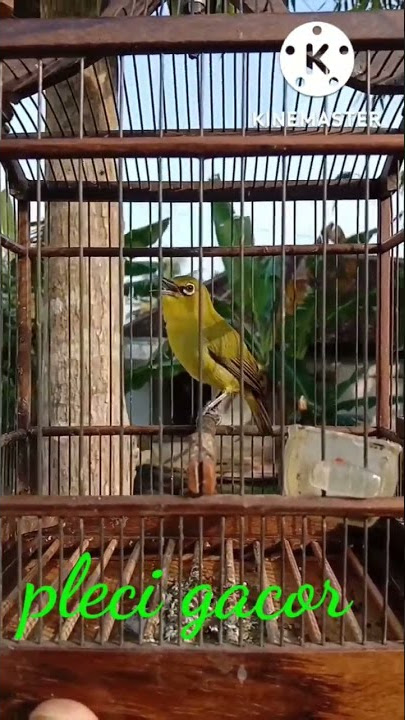 pleci rasa kenari