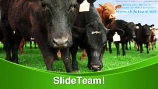 Beef Cattle On Farm Animals PowerPoint Templates Themes And Backgrounds Graphic designs