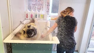 What it's like to groom a Kangal. Be prepared to get soaked