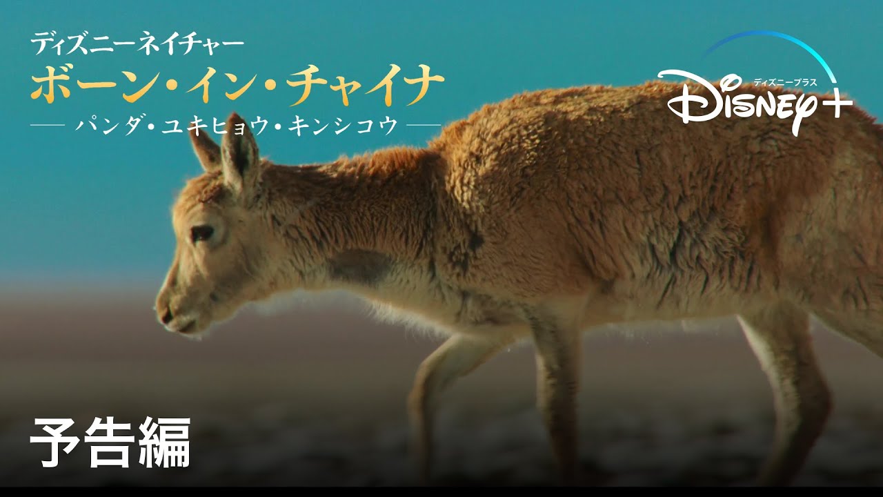 ディズニーネイチャー ボーン イン チャイナ パンダ ユキヒョウ キンシコウ 予告編 Disney ディズニープラス Youtube ディズニーネイチャー ボーン イン チャイナ パンダ ユキヒョウ キンシコウ 予告編 Disney ディズニープラス Youtube