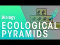 Ecological Pyramids: Visualizing Energy and Organism Relationships in Ecosystems