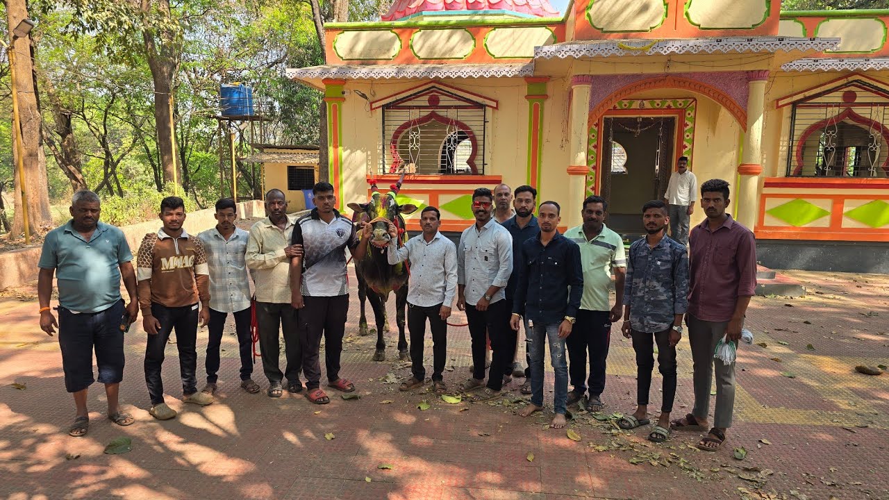 मुंबई बिनजोड क्षेत्रातील नामांकित नंदीची झाली विक्री  कुणी घेतला महाराष्ट्र केसरी बलमा