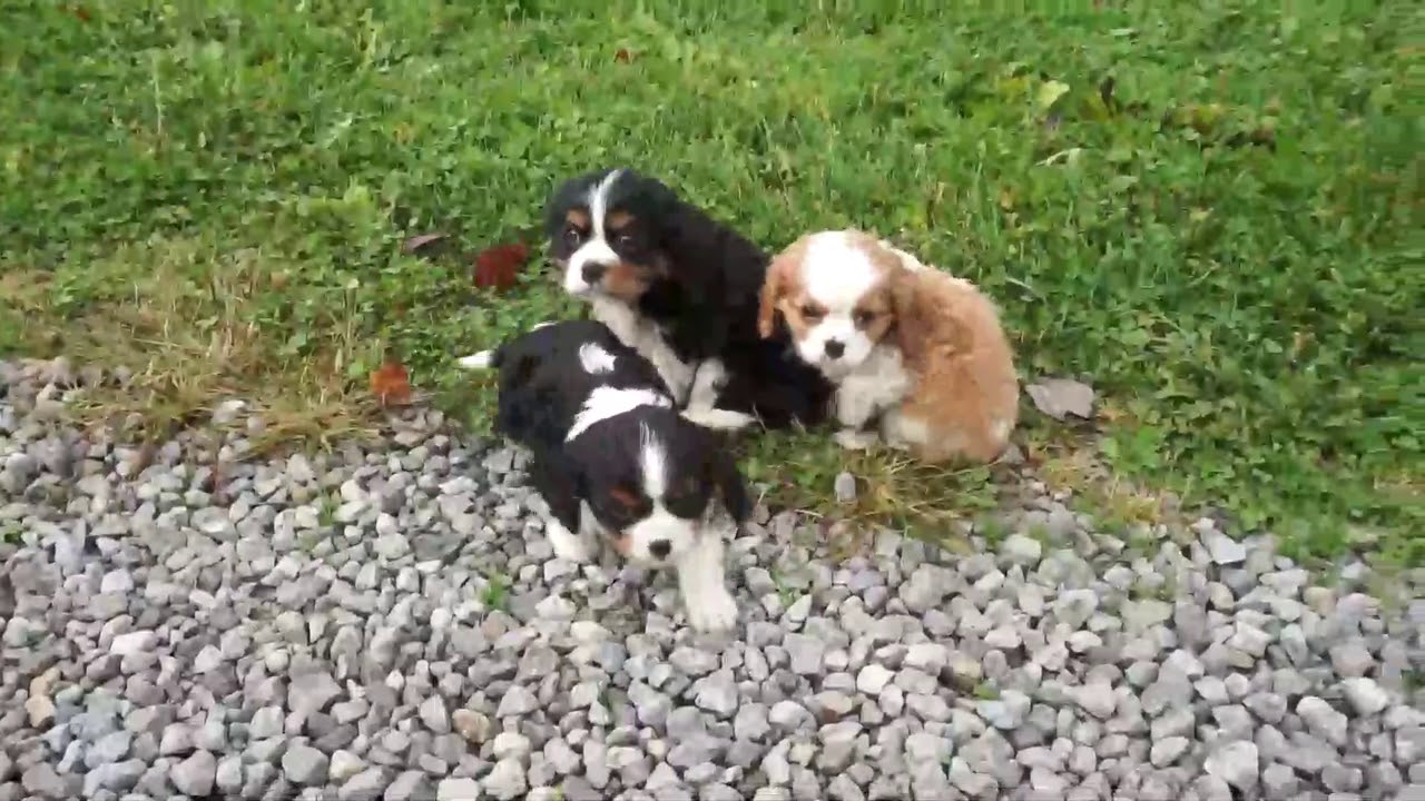Cavalier King Charles Spaniel Puppies For Sale - YouTube