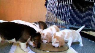 DSCF6224.AVI