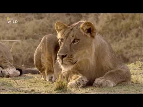 Nat Geo Wild: Африканские охотники 2 сезон 1 серия - Испытания Олимбы
