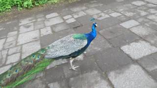 Le Paon Est Son Cri Léon .