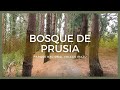 Caminata en el bosque de Prusia y vistas del volcán Turrialba (2022)