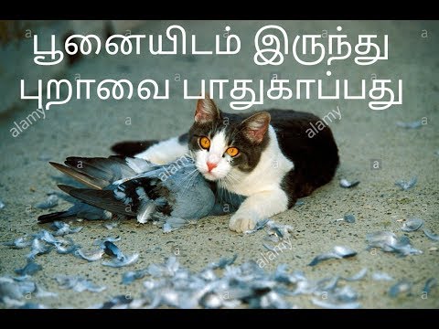 ( Part 14 ) பூனையிடம் இருந்து புறாவை காப்பது எப்படி? (தமிழ் |pigeon hunted by a cat Tamil)