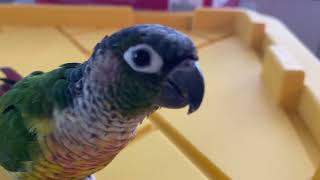 8 Minutes in the Life of a Talking Green Cheek Conure