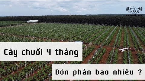 Cây chuối 4 tháng bón bao nhiêu phân ? Cách chăm sóc cây chuối trổ đồng loạt
