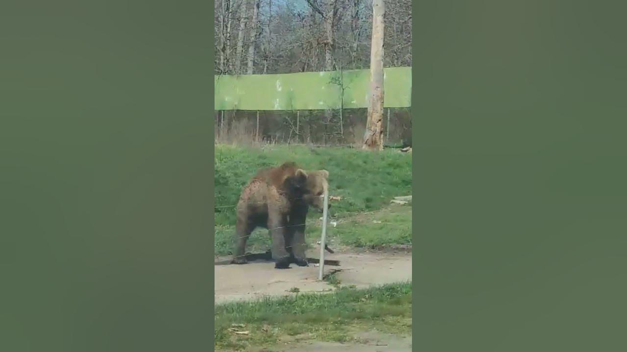 Bear Dancing - wide 3