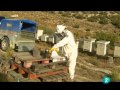 Un mundo sin abejas-TVE-'El Escarabajo Verde'